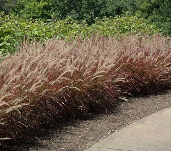 purple fountain grass