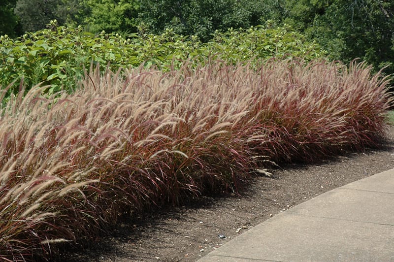 Purple Fountain Grass - Calloway\'s Nursery