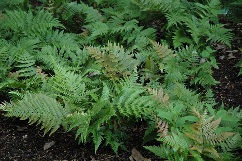 Autumn Fern Calloway's Nursery