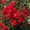 dynamite crapemyrtle