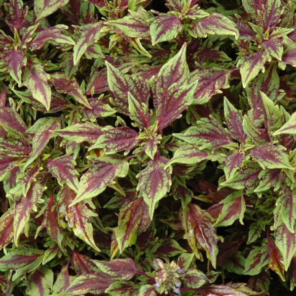 coleus