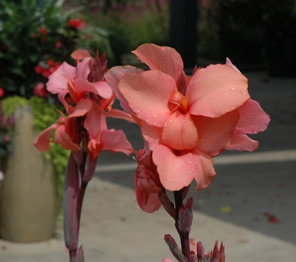 cannova mango canna