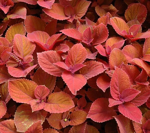 campfire coleus