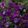 Night Sky Petunia