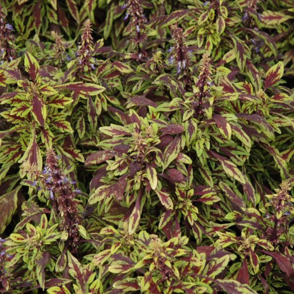 FlameThrower Chipotle Coleus