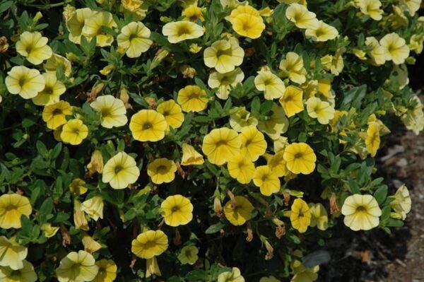 kabloom yellow calibrachoa