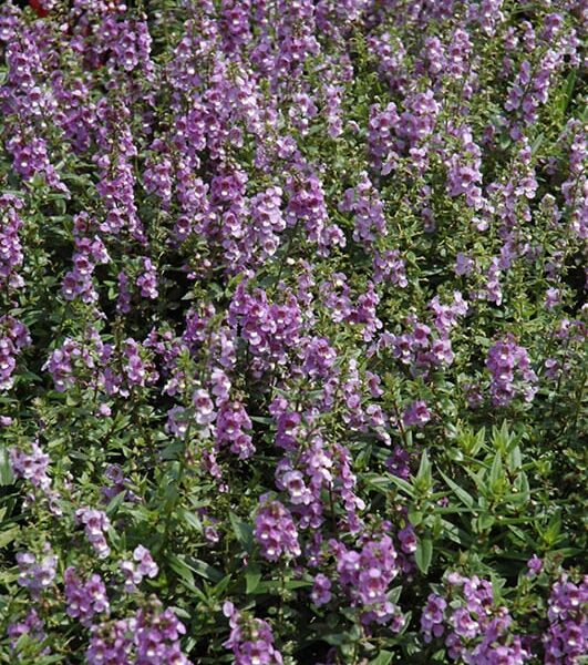 serenita sky blue angelonia