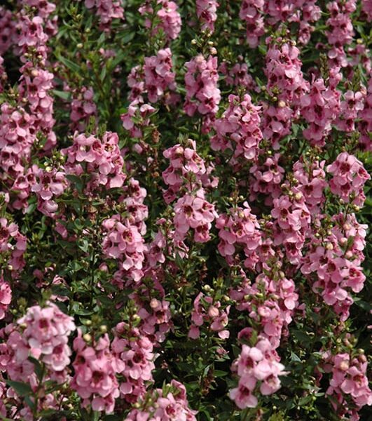 pink angelonia