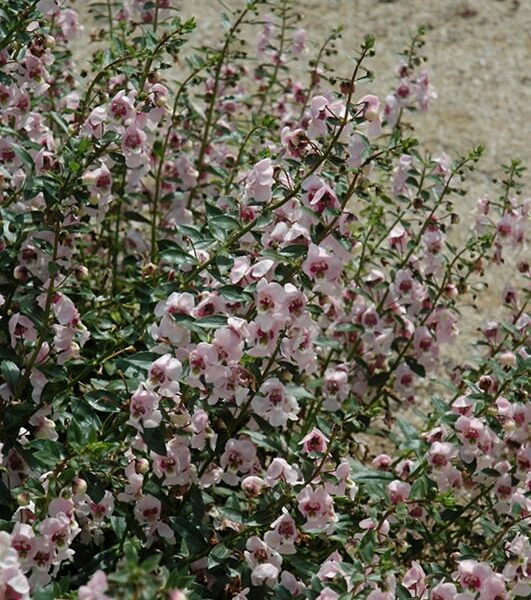 Archangel Light Pink Angelonia