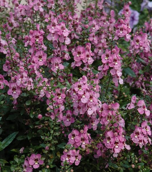 Archangel Orchid Pink Angelonia