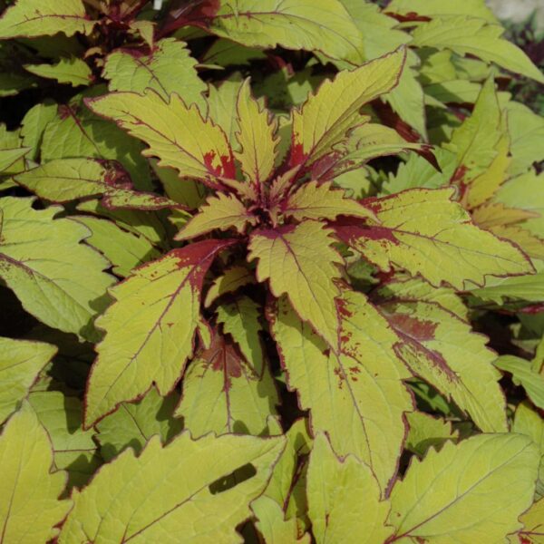 FlameThrower Spiced Curry Coleus