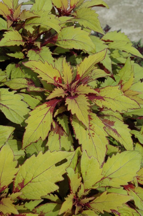 FlameThrower Spiced Curry Coleus