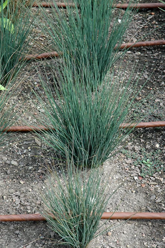 Blue Dart Juncus Calloway s Nursery