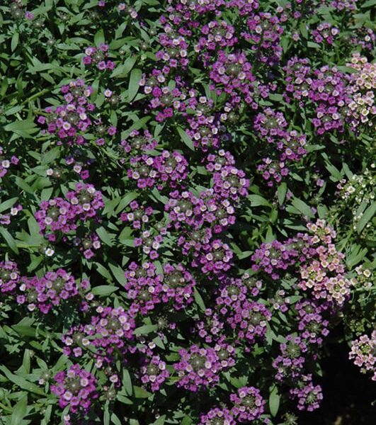 Dark Knight Alyssum