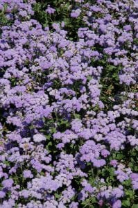 high tide blue flossflower