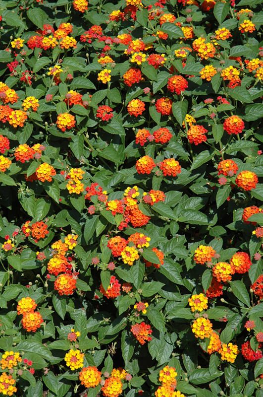Lantana Hanging Basket New Lucky Flame Lantana Calloway's Nursery Lantana Hanging Basket New Lucky Flame Lantana Calloway's Nursery