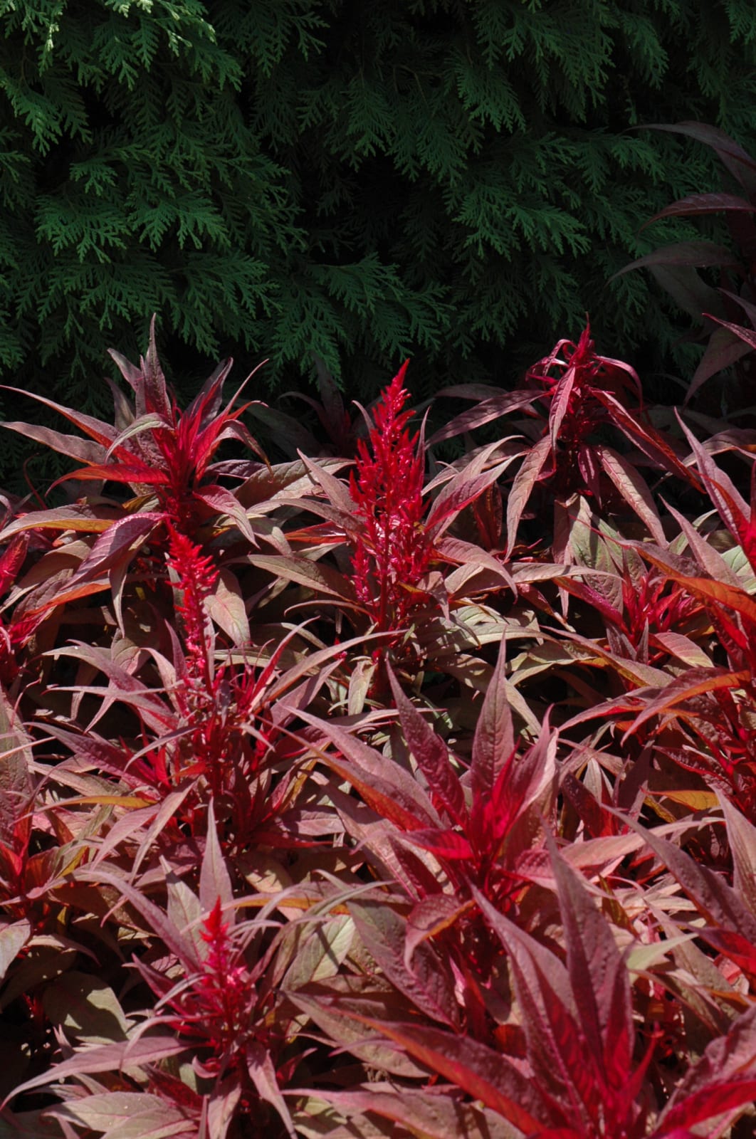 Dragon S Breath Plumed Celosia Calloway S Nursery