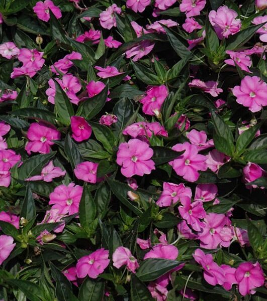 sunpetiens spreading corona