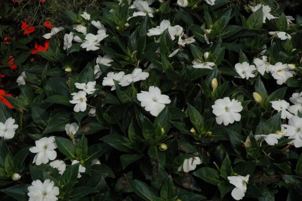 sunpatiens spreading clear