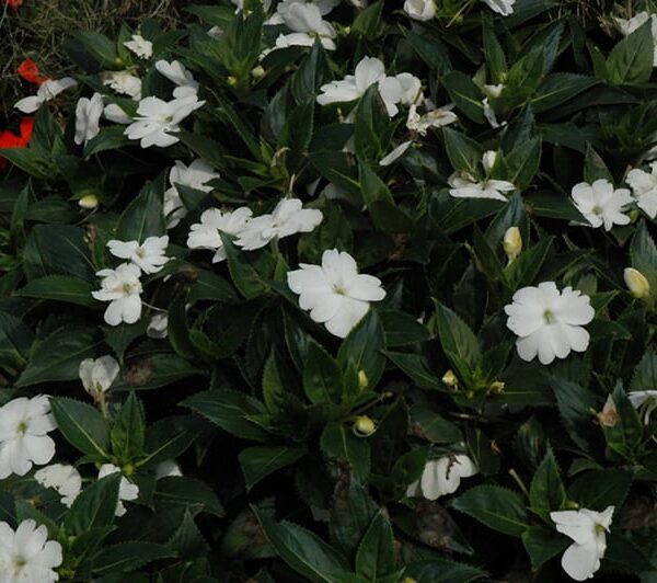 sunpatiens spreading clear