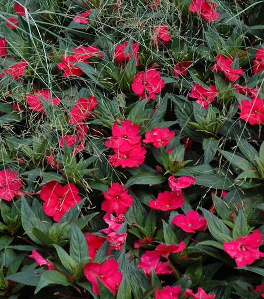 sunpatiens spreading carmine