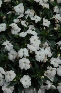 sunpatiens compact white new guinea