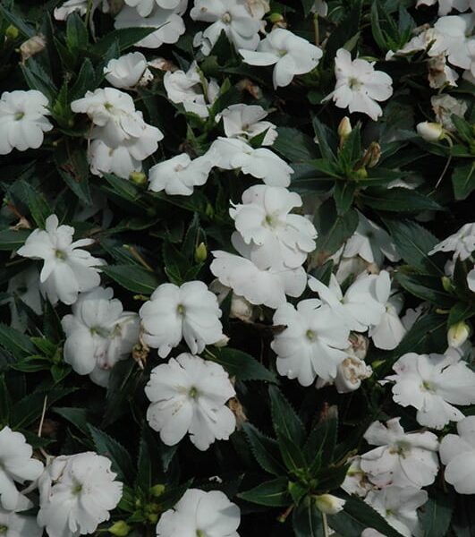 sunpatiens compact white new guinea