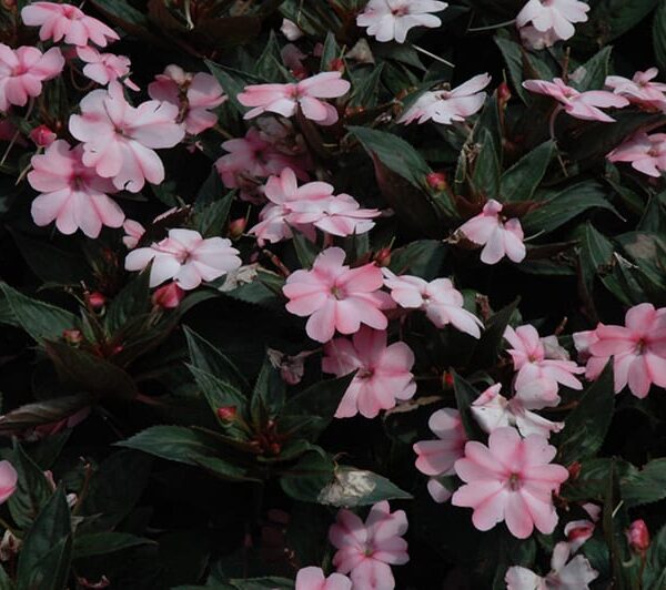 sunpatiens compact pink