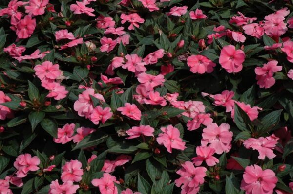 SunPatiens Compact Pink New Guinea Impatiens