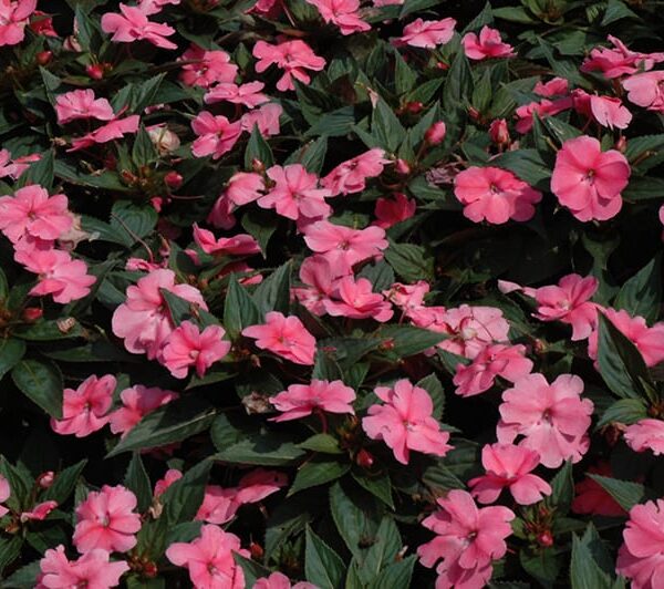 sunpatiens compact pink