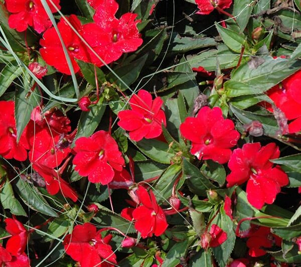 sunpatiens compact red new guinea