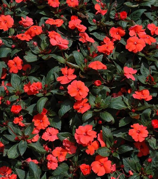 sunpatiens compact hot coral
