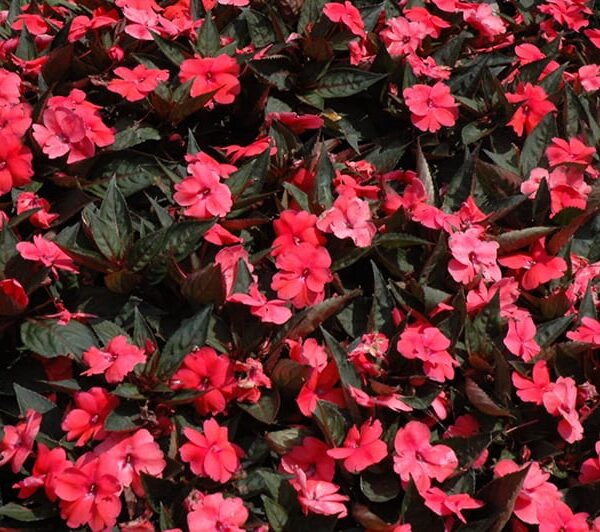 sunpatiens compact deep rose New Guinea impatiens