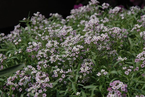 Lavender Stream Sweet Alyssum