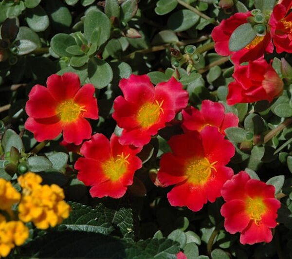 rio grande scarlet