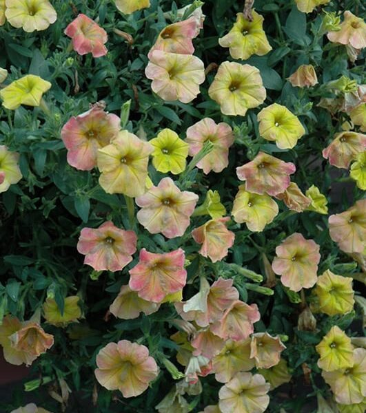 supertonic honey petunia
