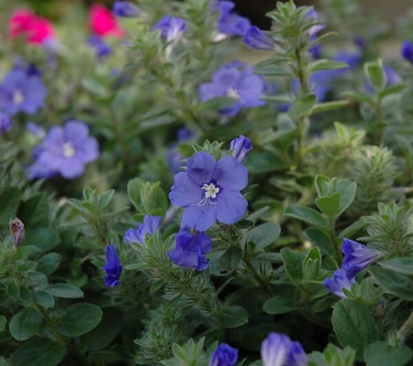 blue my mind morning glory