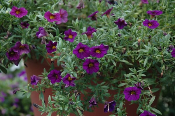kabloom deep blue calibrachoa