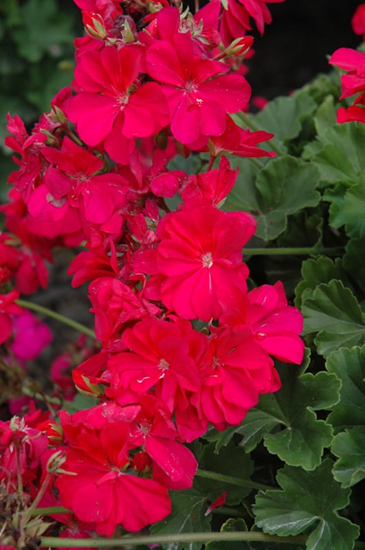 Calliope Hot Pink Geranium Calliope Hot Pink Geranium