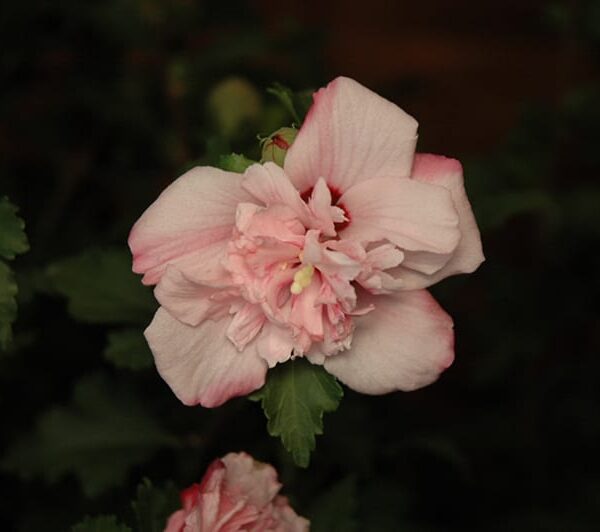 peppermint smoothie rose of sharon