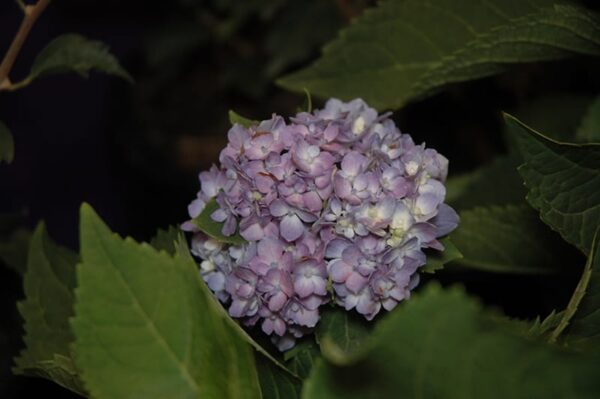 Nantucket Blue™ Hydrangea