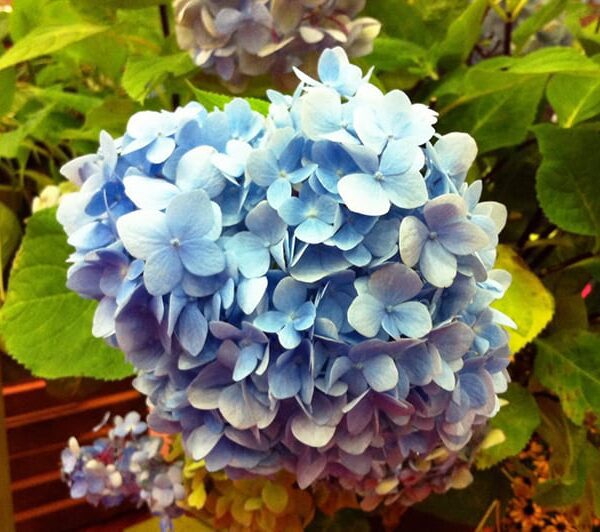 blue enchantress hydrangea
