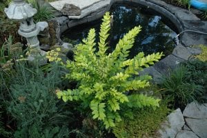 sunshine ligustrum