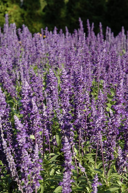 Victoria Blue Salvia | Calloway's Nursery