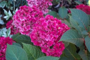 bloomstruck