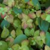 double play Big Bang spirea