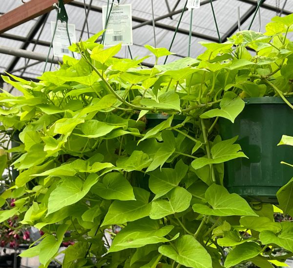 Link to Sweet Potato Vine product page