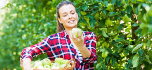 Growing fresh apples