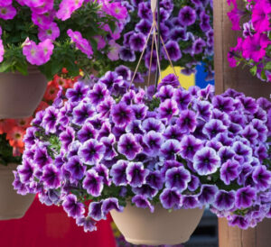 Petunia Hanging Baskets