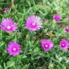 Hardy Ice Plant